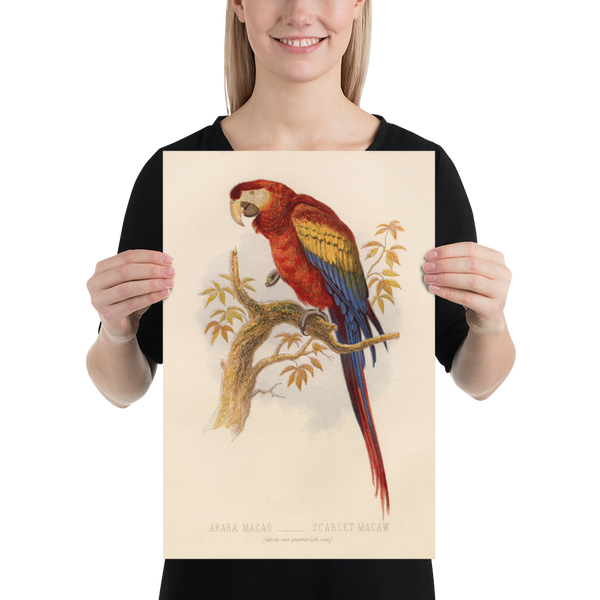 Antique Natural History Print of The Scarlet Macaw Parrot