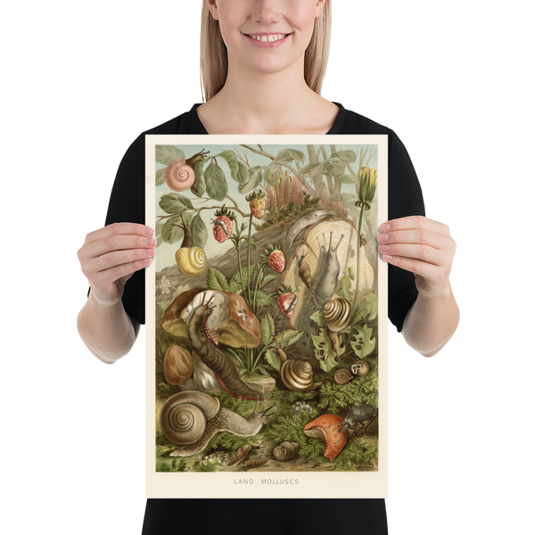 Land Molluscs - Natural History Print 1904