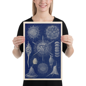 Radiolarians - 1904 Natural History Print