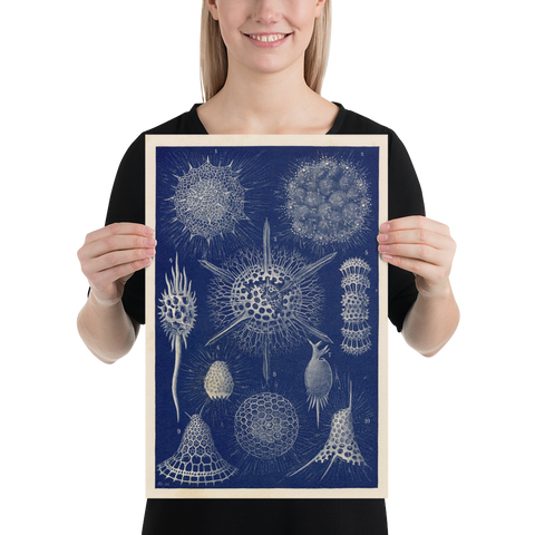 Radiolarians - 1904 Natural History Print