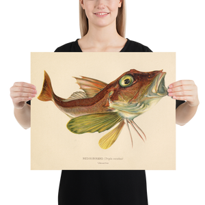Red Gurnard (Trigla Cuculus) Vintage Natural History Print