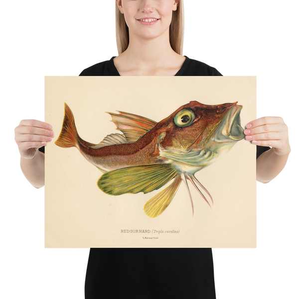 Red Gurnard (Trigla Cuculus) Vintage Natural History Print