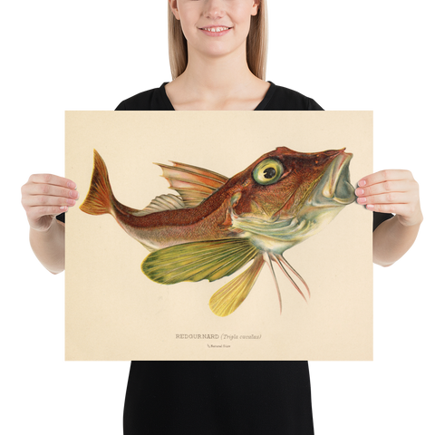 Red Gurnard (Trigla Cuculus) Vintage Natural History Print