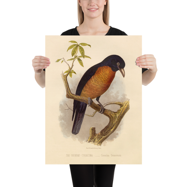 Antique Natural History Print of The Oronoko Coracina