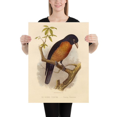 Antique Natural History Print of The Oronoko Coracina