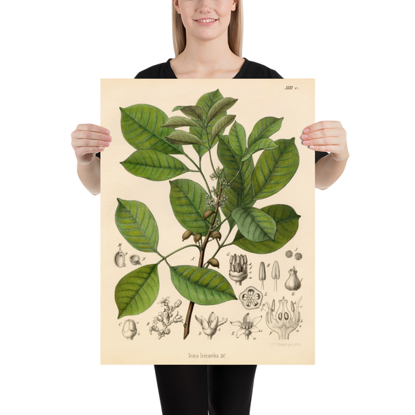 Brazilian Elemy Medicinal Plant Print (Icica Icicariba)