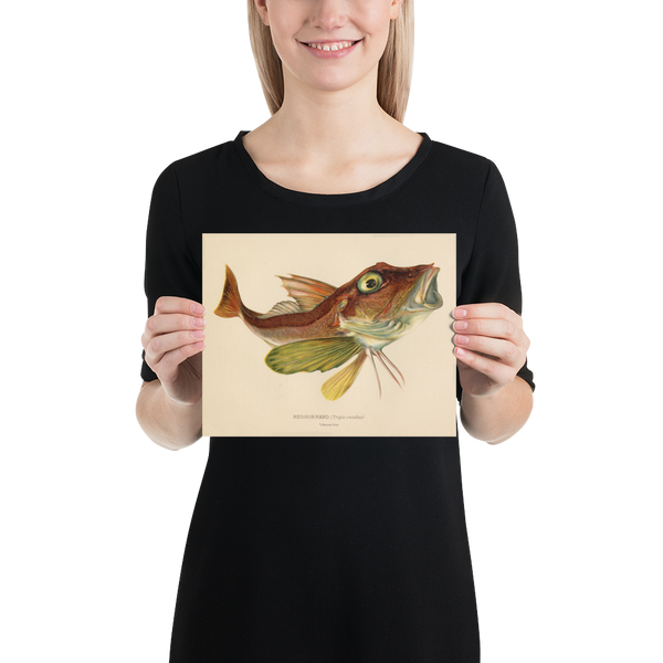Red Gurnard (Trigla Cuculus) Vintage Natural History Print
