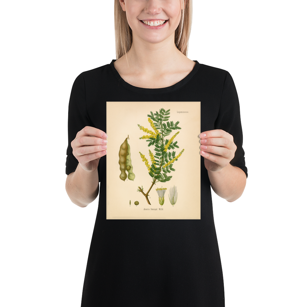 Gum Arabic Tree (Acacia Senegal) - 1860 Botanical Reprint