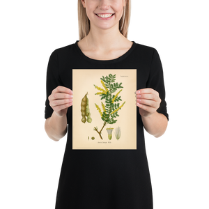 Gum Arabic Tree (Acacia Senegal) - 1860 Botanical Reprint