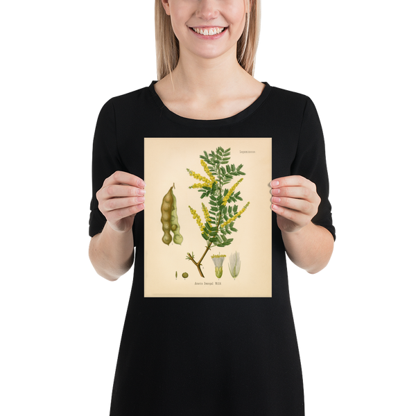 Gum Arabic Tree (Acacia Senegal) - 1860 Botanical Reprint