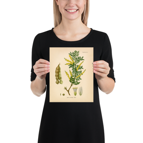 Gum Arabic Tree (Acacia Senegal) - 1860 Botanical Reprint