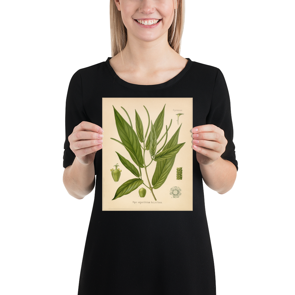 Spiked Pepper Spice Plant (Piper Augustifolium) - Botanical Print
