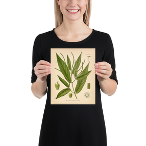 Spiked Pepper Spice Plant (Piper Augustifolium) - Botanical Print