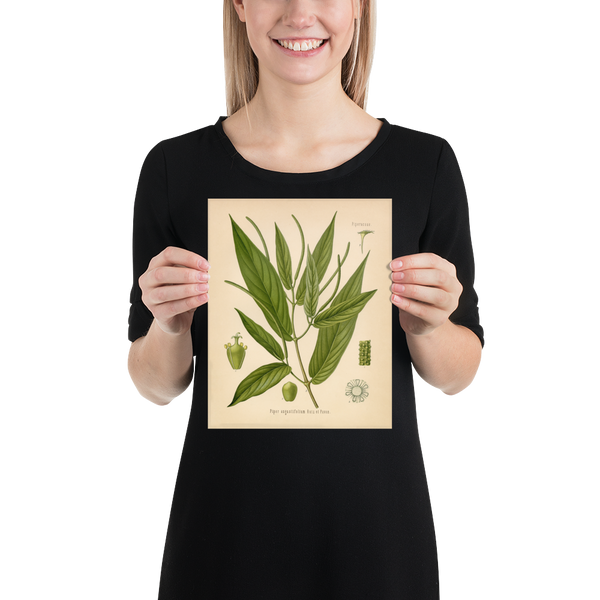 Spiked Pepper Spice Plant (Piper Augustifolium) - Botanical Print