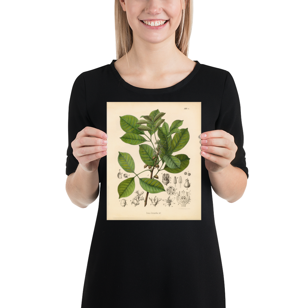 Brazilian Elemy Medicinal Plant Print (Icica Icicariba)