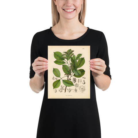 Brazilian Elemy Medicinal Plant Print (Icica Icicariba)