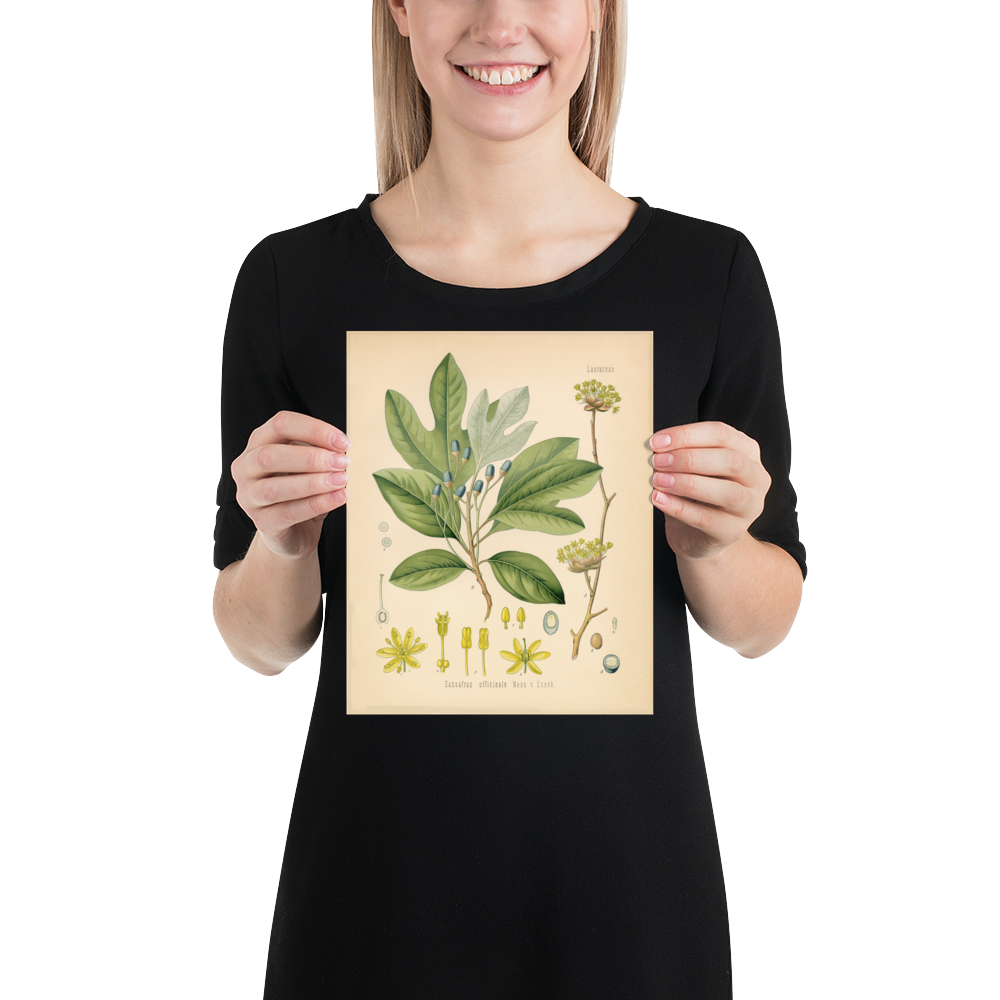 Sassafras Officinale Medicianl Plant - Botanical Print