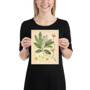 Sassafras Officinale Medicianl Plant - Botanical Print