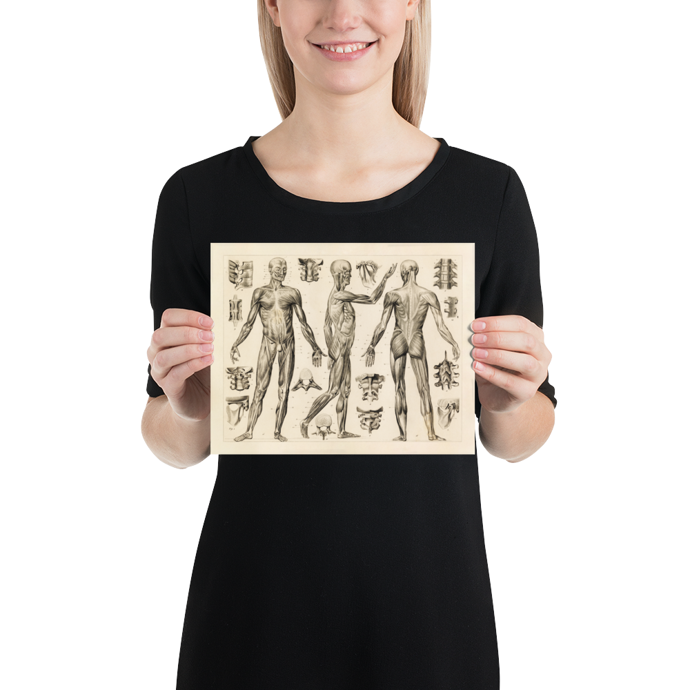 Vintage Human Anatomy Print - Muscle and Ligaments