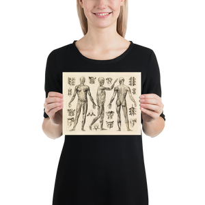 Vintage Human Anatomy Print - Muscle and Ligaments