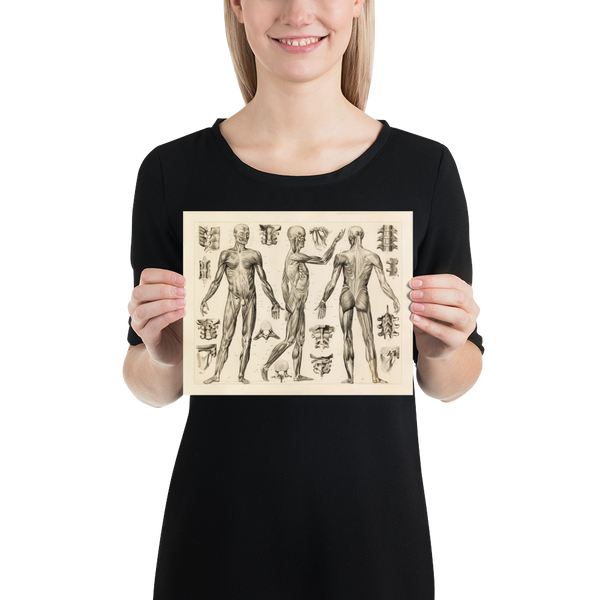 Vintage Human Anatomy Print - Muscle and Ligaments
