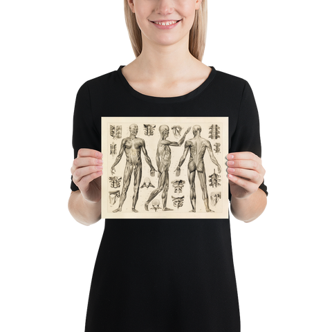 Vintage Human Anatomy Print - Muscle and Ligaments