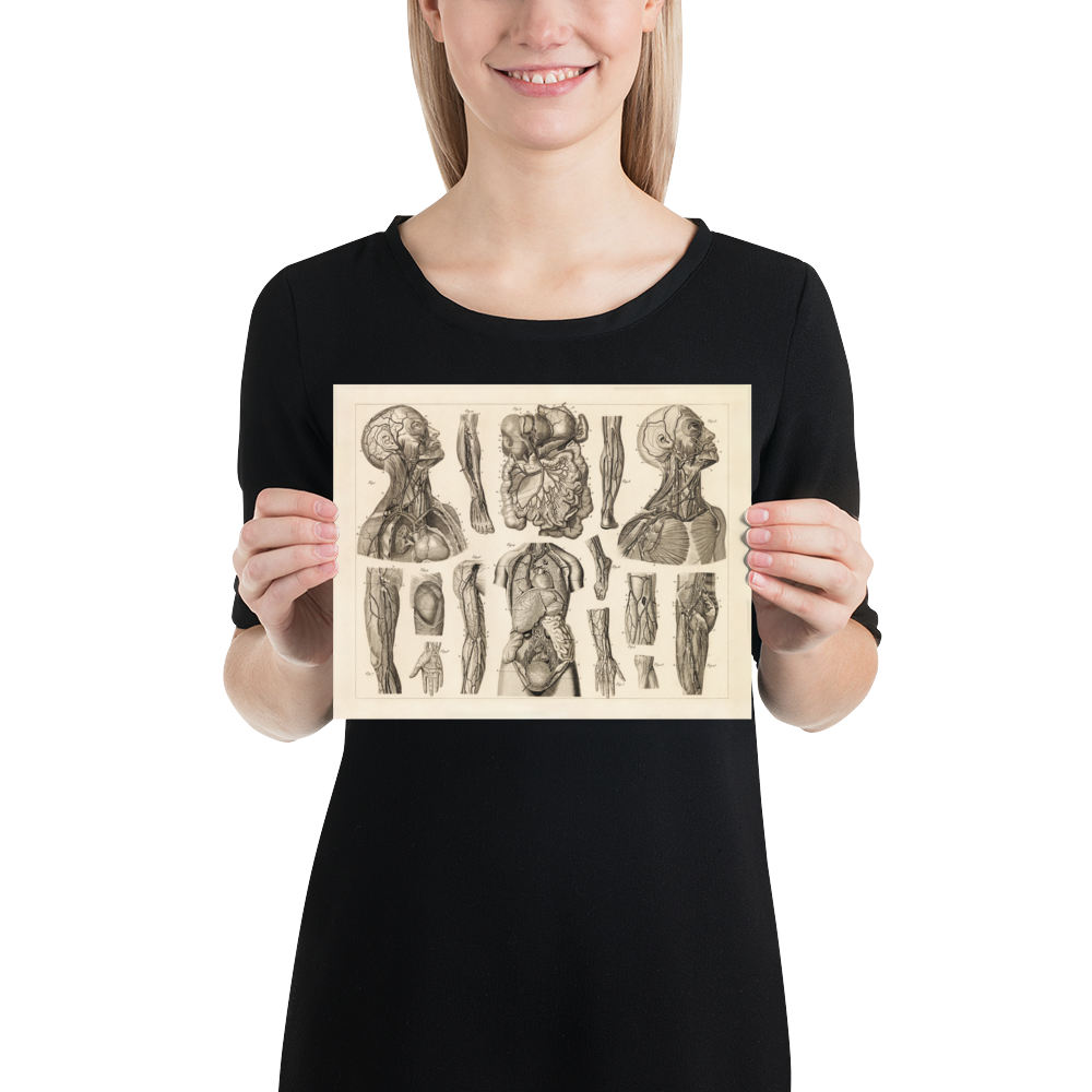 Vintage Human Anatomy Poster - Vascular System