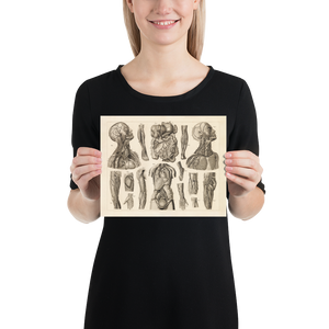 Vintage Human Anatomy Poster - Vascular System